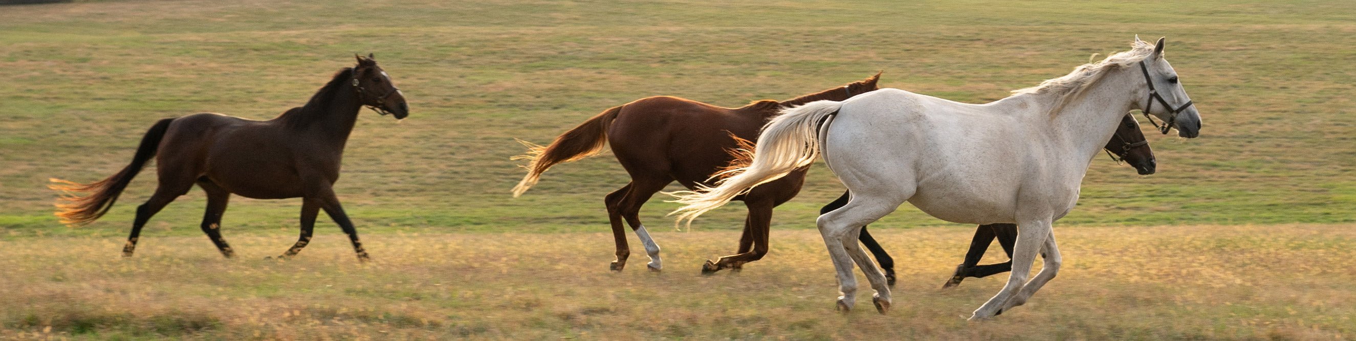 No Horsin' Around