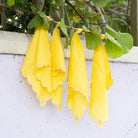 Yellow napkins hanging from a branch against a white wall