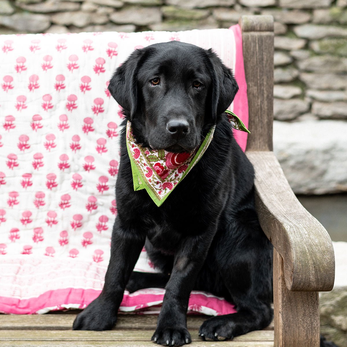 Dog posing with beautiful rose quilt. 